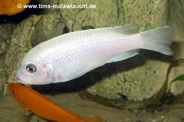 Pseudotropheus callainos white pearl